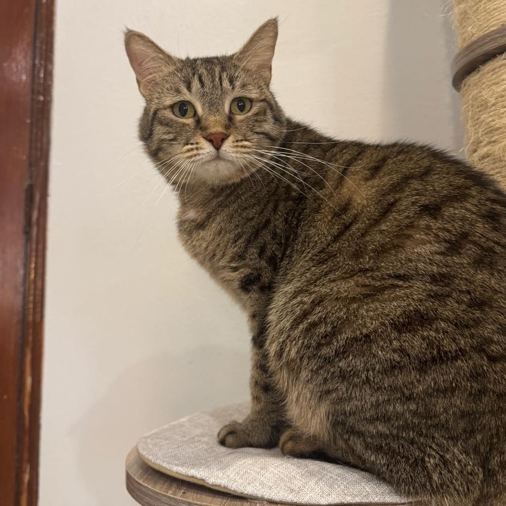 Sky – Domestic Short Hair, available for adoption through GWARP