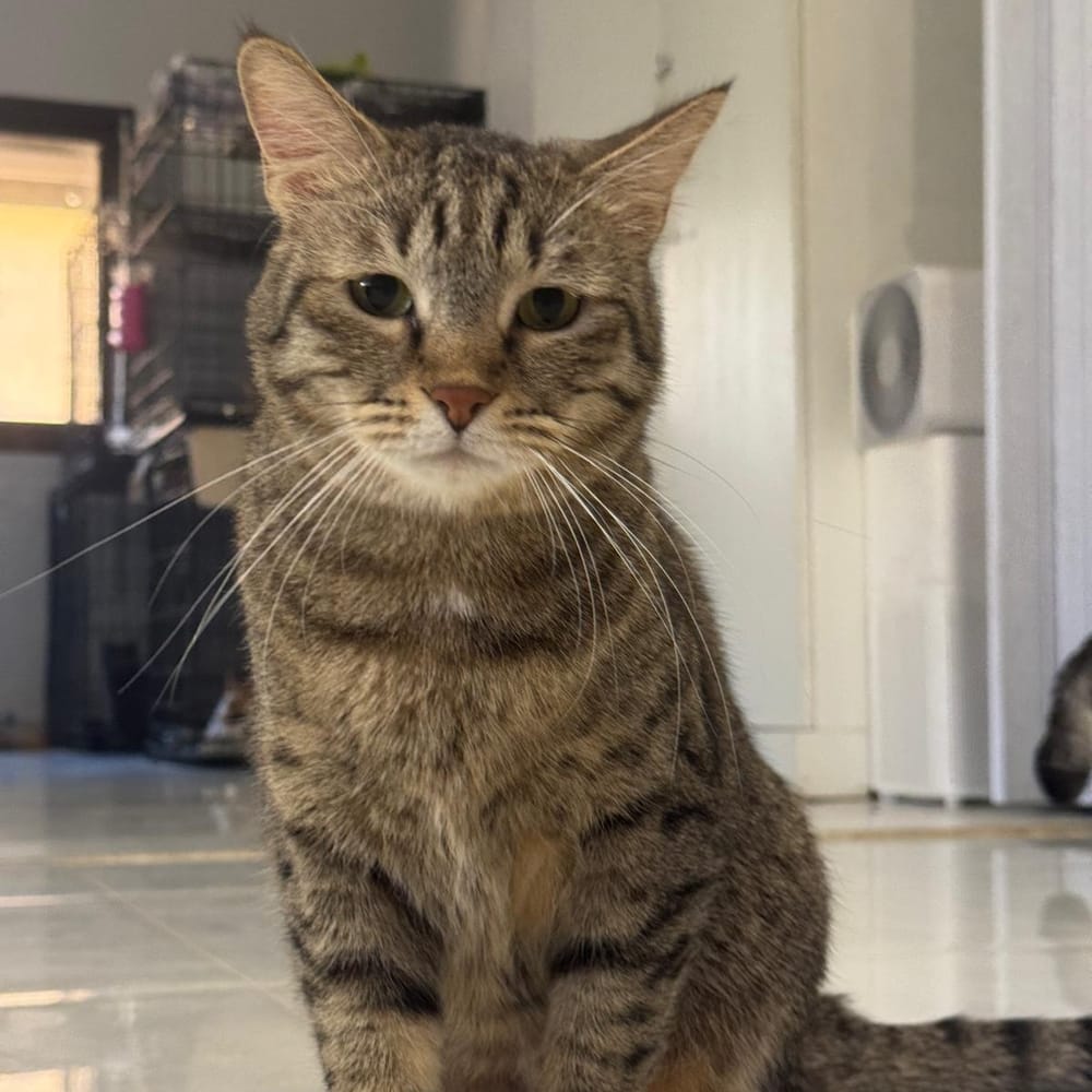 Sky – Domestic Short Hair, available for adoption through GWARP