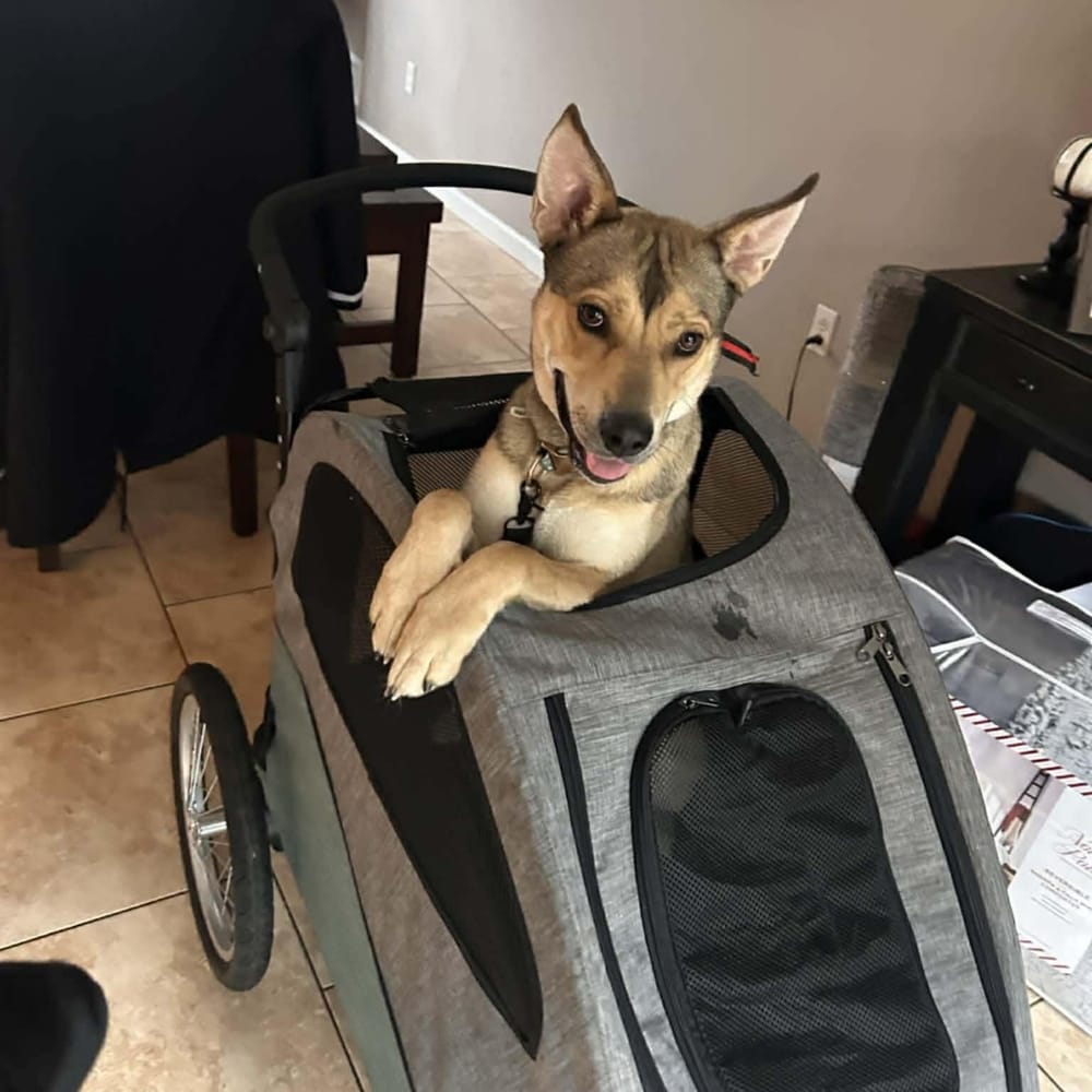 Skye – German Shepherd Dog & Siberian Husky Mix, available for adoption through GWARP