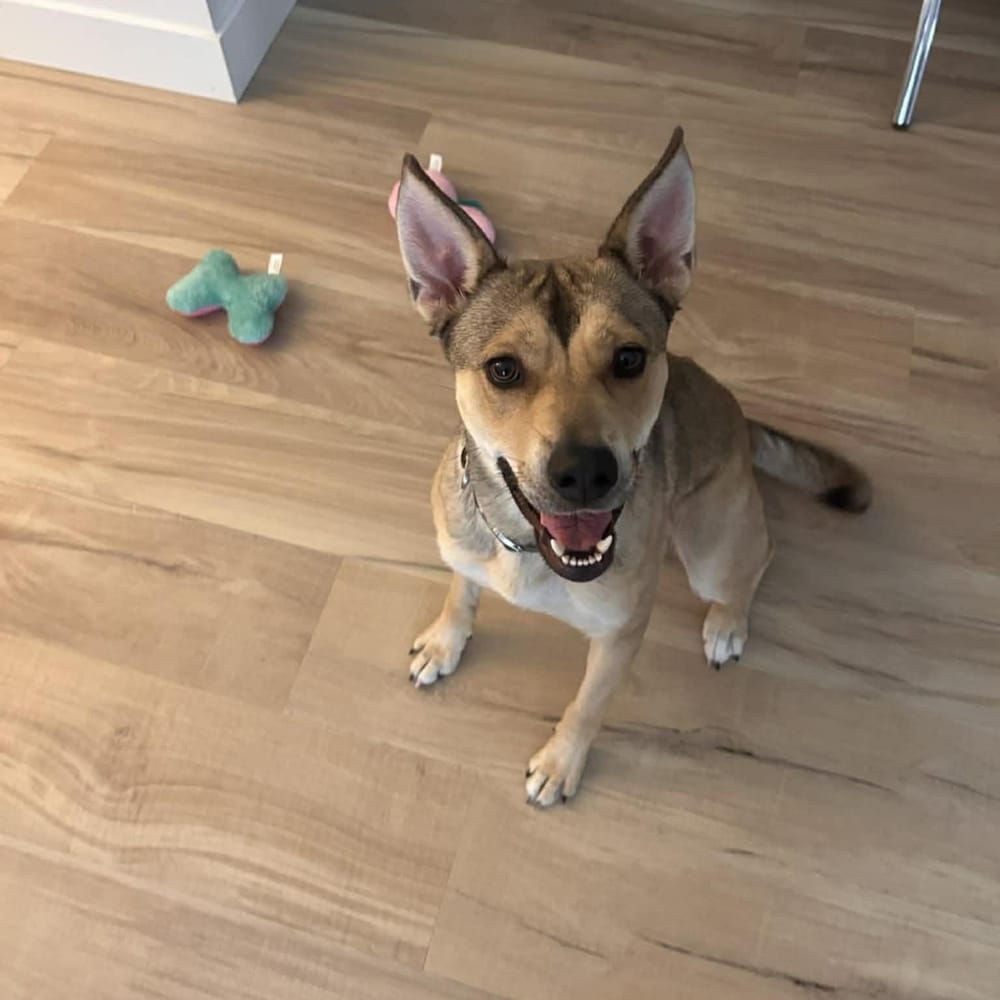 Skye – German Shepherd Dog & Siberian Husky Mix, available for adoption through GWARP