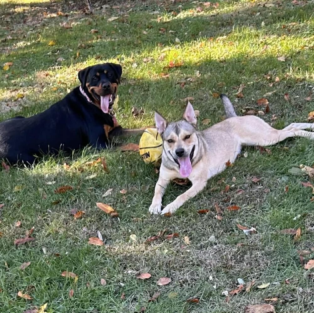 Skye – German Shepherd Dog & Siberian Husky Mix, available for adoption through GWARP