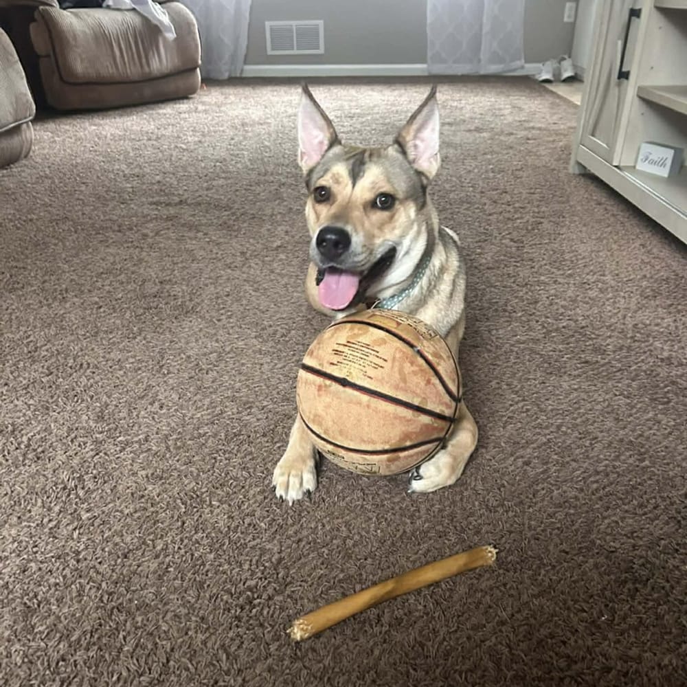 Skye – German Shepherd Dog & Siberian Husky Mix, available for adoption through GWARP