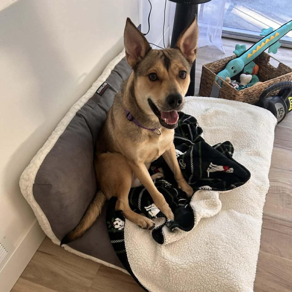 Skye – German Shepherd Dog & Siberian Husky Mix, available for adoption through GWARP