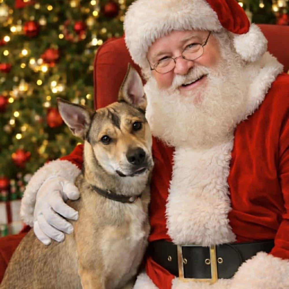 Skye – German Shepherd Dog & Siberian Husky Mix, available for adoption through GWARP