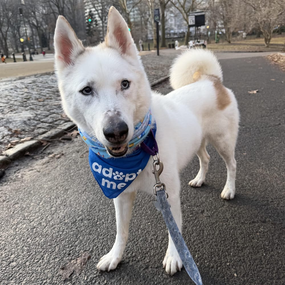 Snow – Siberian Husky, available for adoption through GWARP