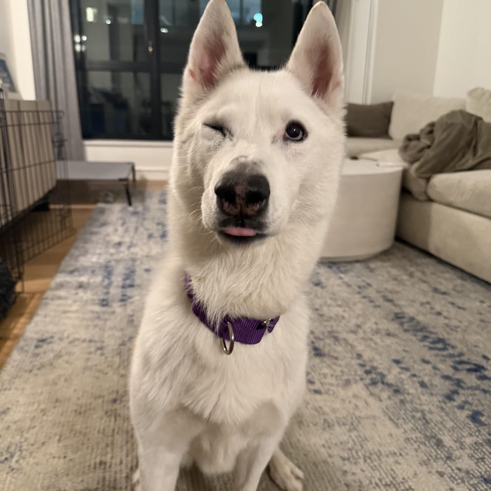 Snow – Siberian Husky, available for adoption through GWARP