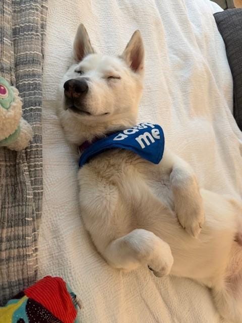 Snow – Siberian Husky, available for adoption through GWARP