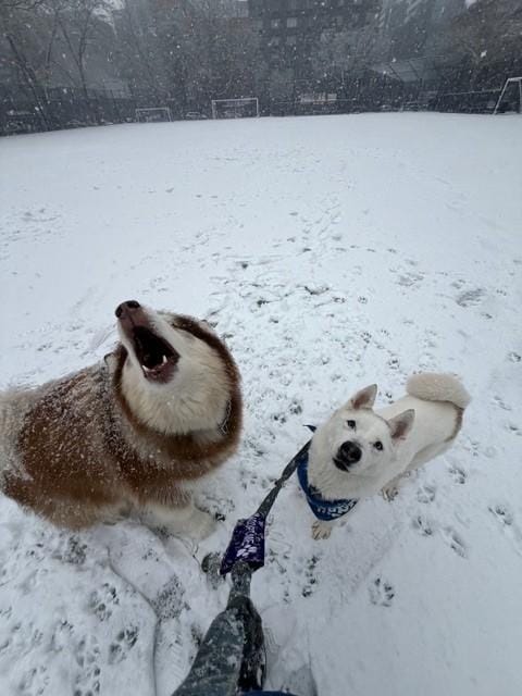 Snow – Siberian Husky, available for adoption through GWARP