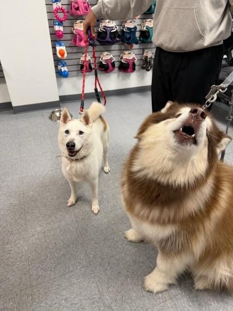 Snow – Siberian Husky, available for adoption through GWARP