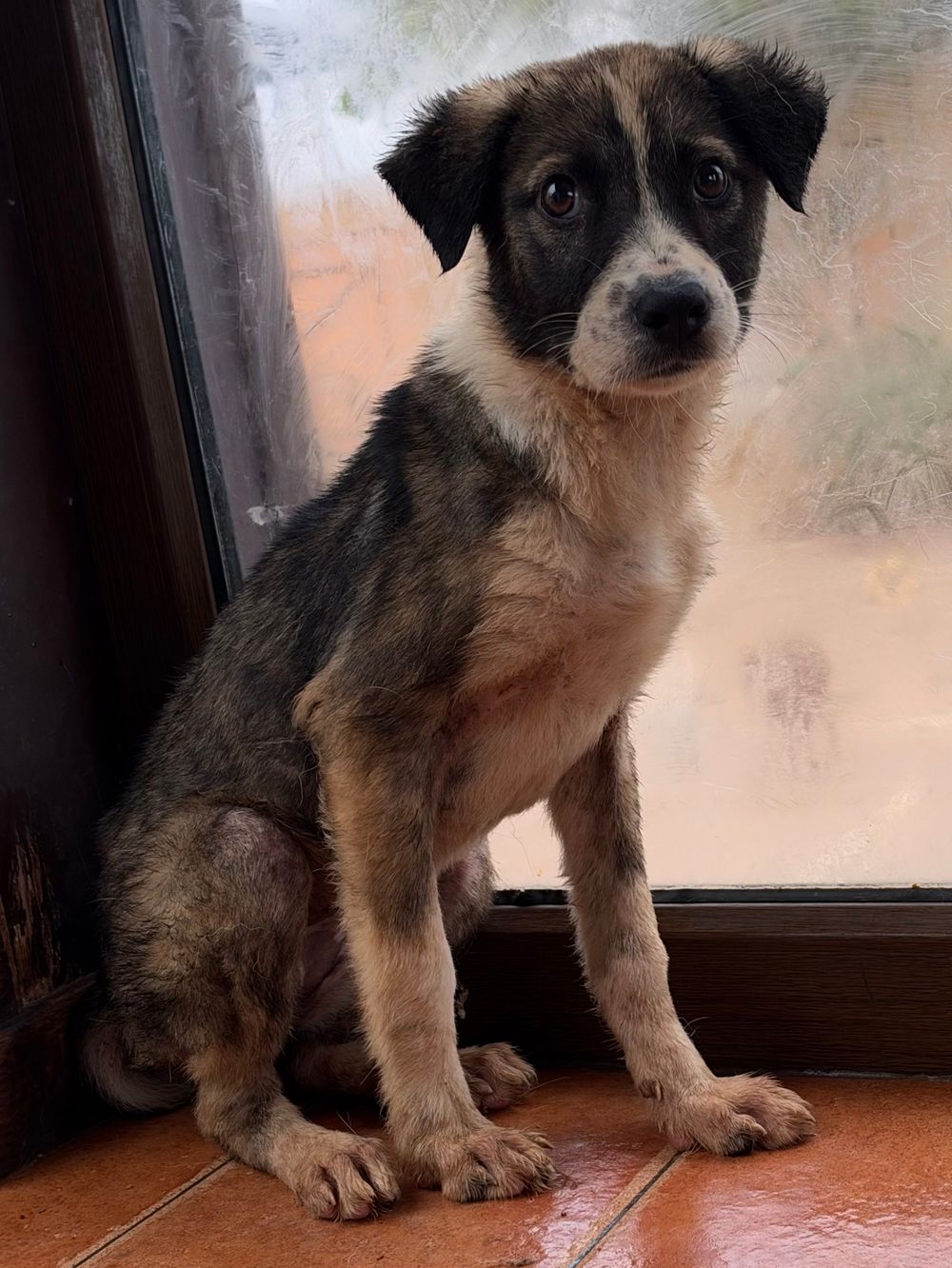 Sofia – Canaan Dog, available for adoption through GWARP