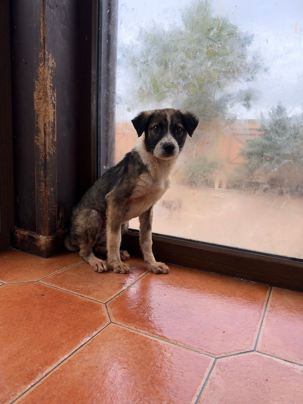 Sofia – Canaan Dog, available for adoption through GWARP
