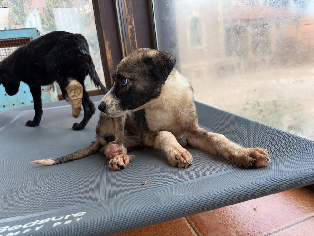 Sofia – Canaan Dog, available for adoption through GWARP