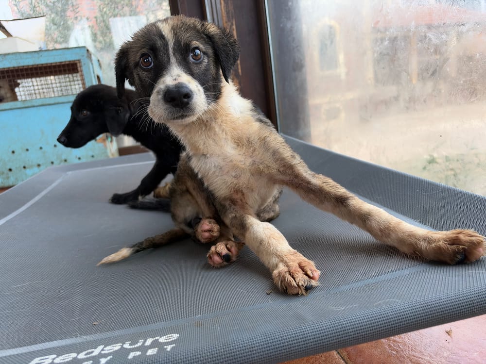 Sofia – Canaan Dog, available for adoption through GWARP