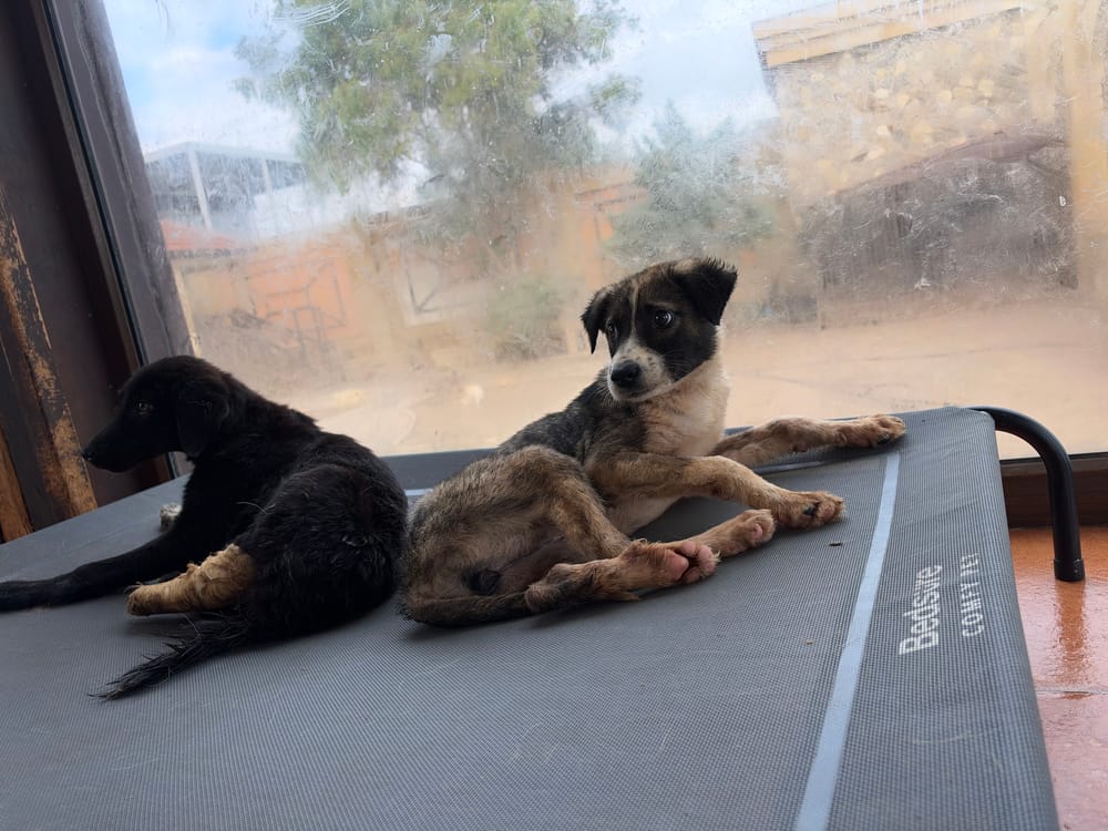 Sofia – Canaan Dog, available for adoption through GWARP