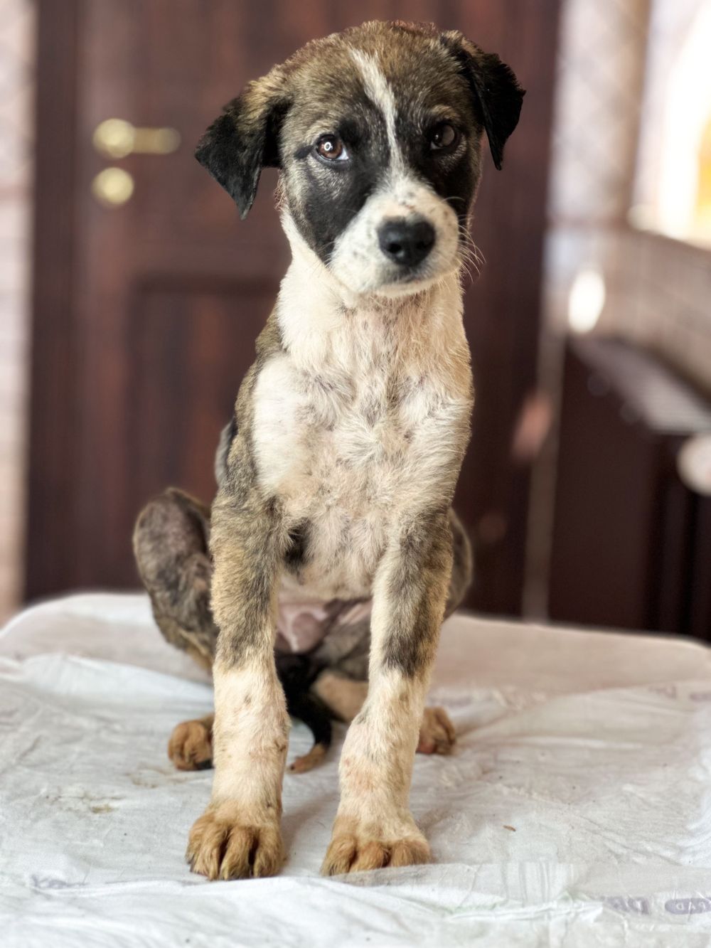 Sofia – Canaan Dog, available for adoption through GWARP