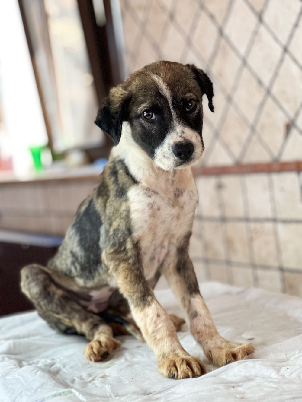 Sofia – Canaan Dog, available for adoption through GWARP