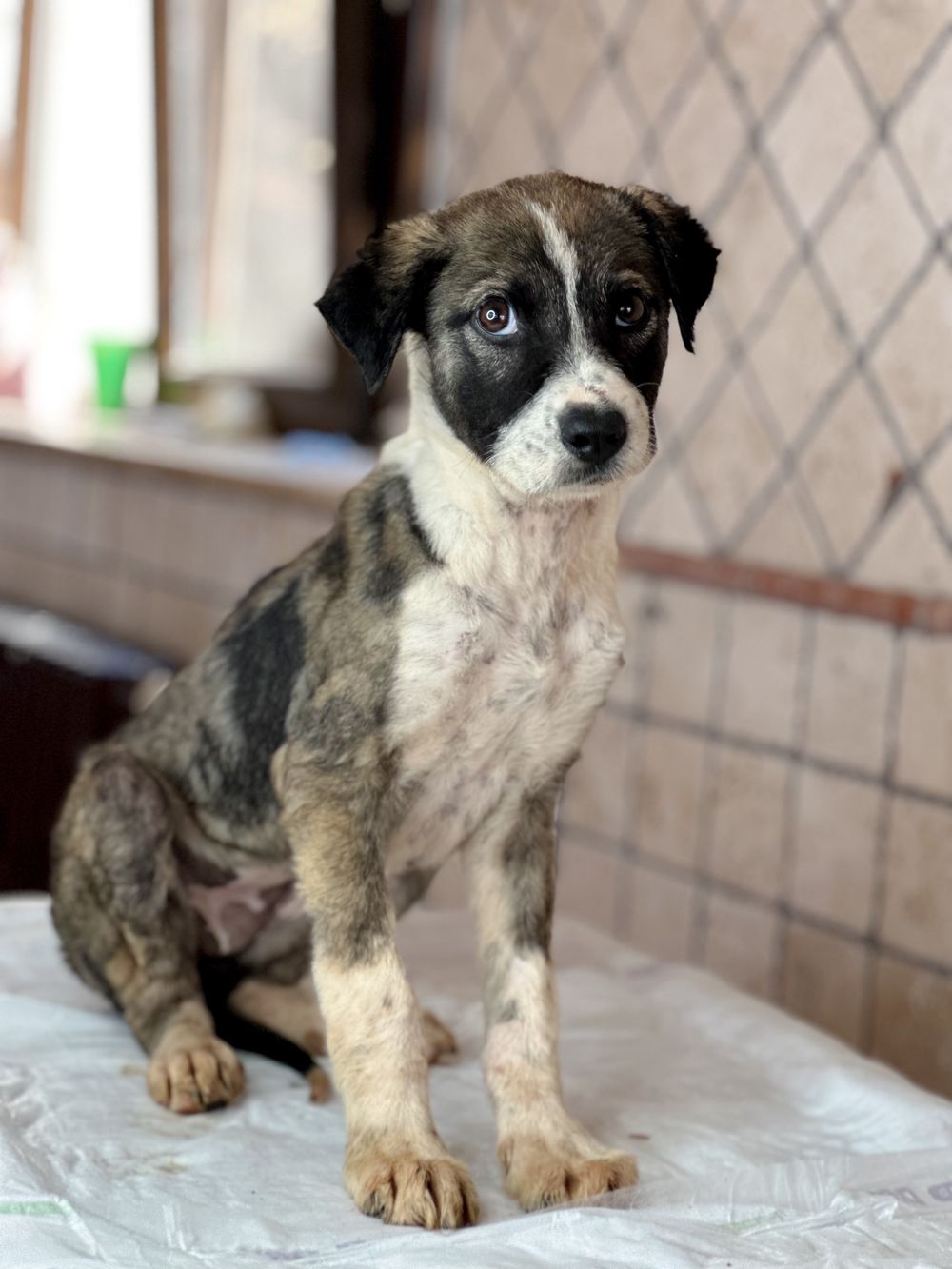 Sofia – Canaan Dog, available for adoption through GWARP