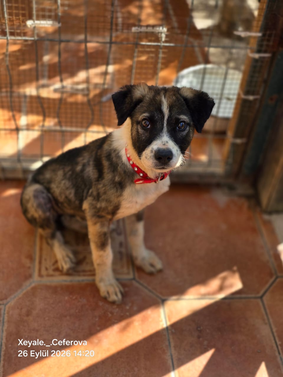 Sofia – Canaan Dog, available for adoption through GWARP