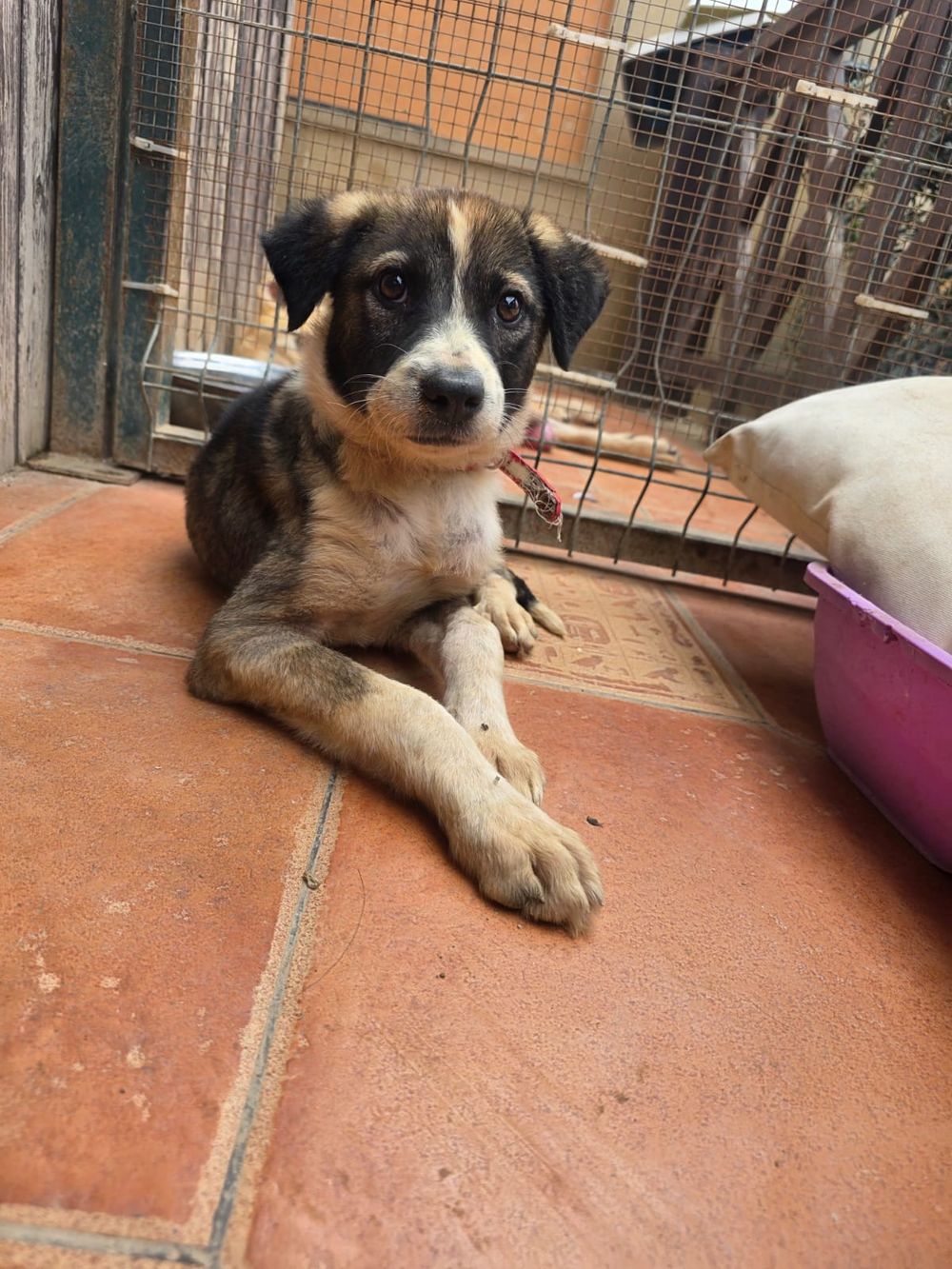 Sofia – Canaan Dog, available for adoption through GWARP