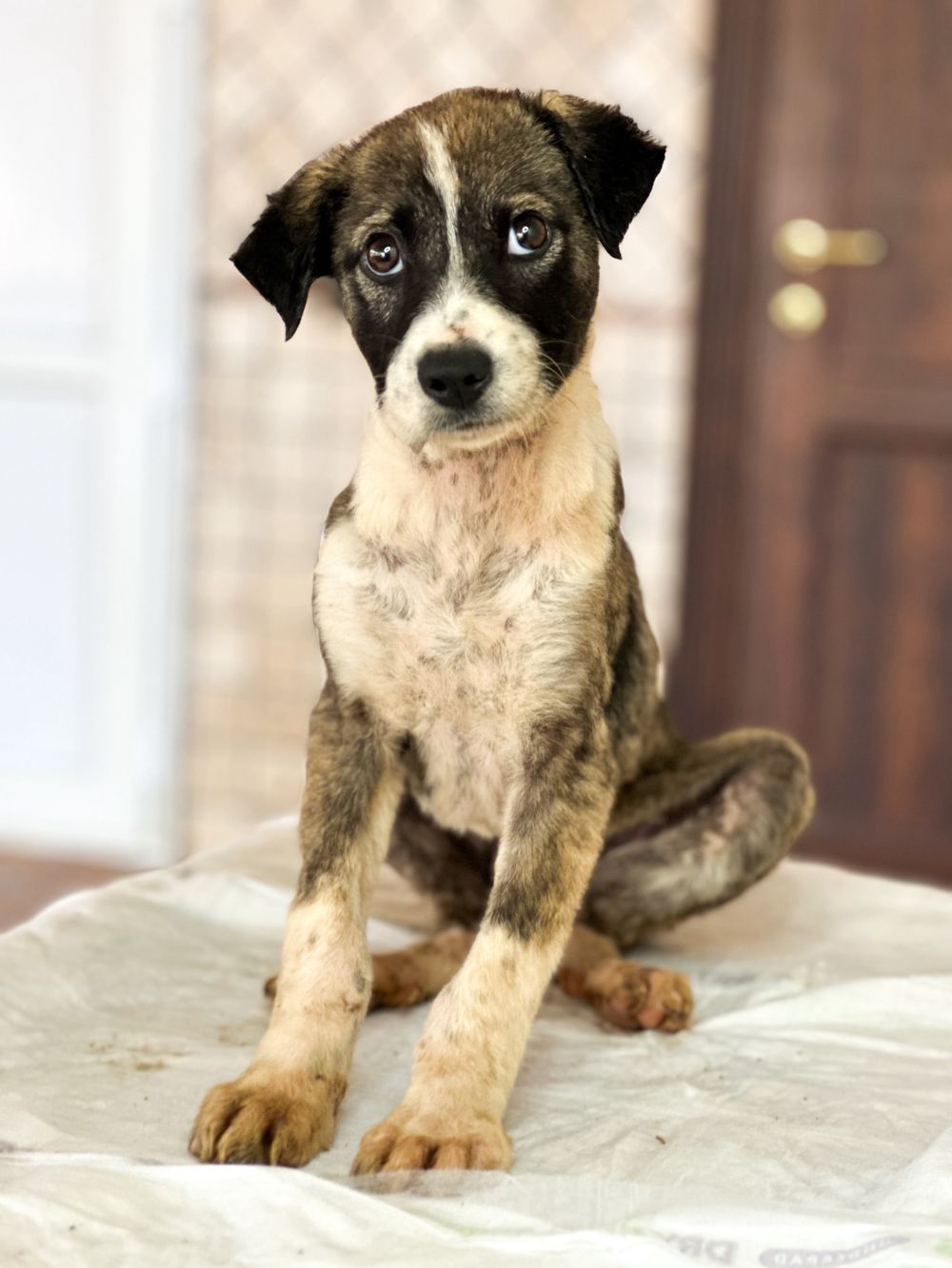 Sofia – Canaan Dog, available for adoption through GWARP