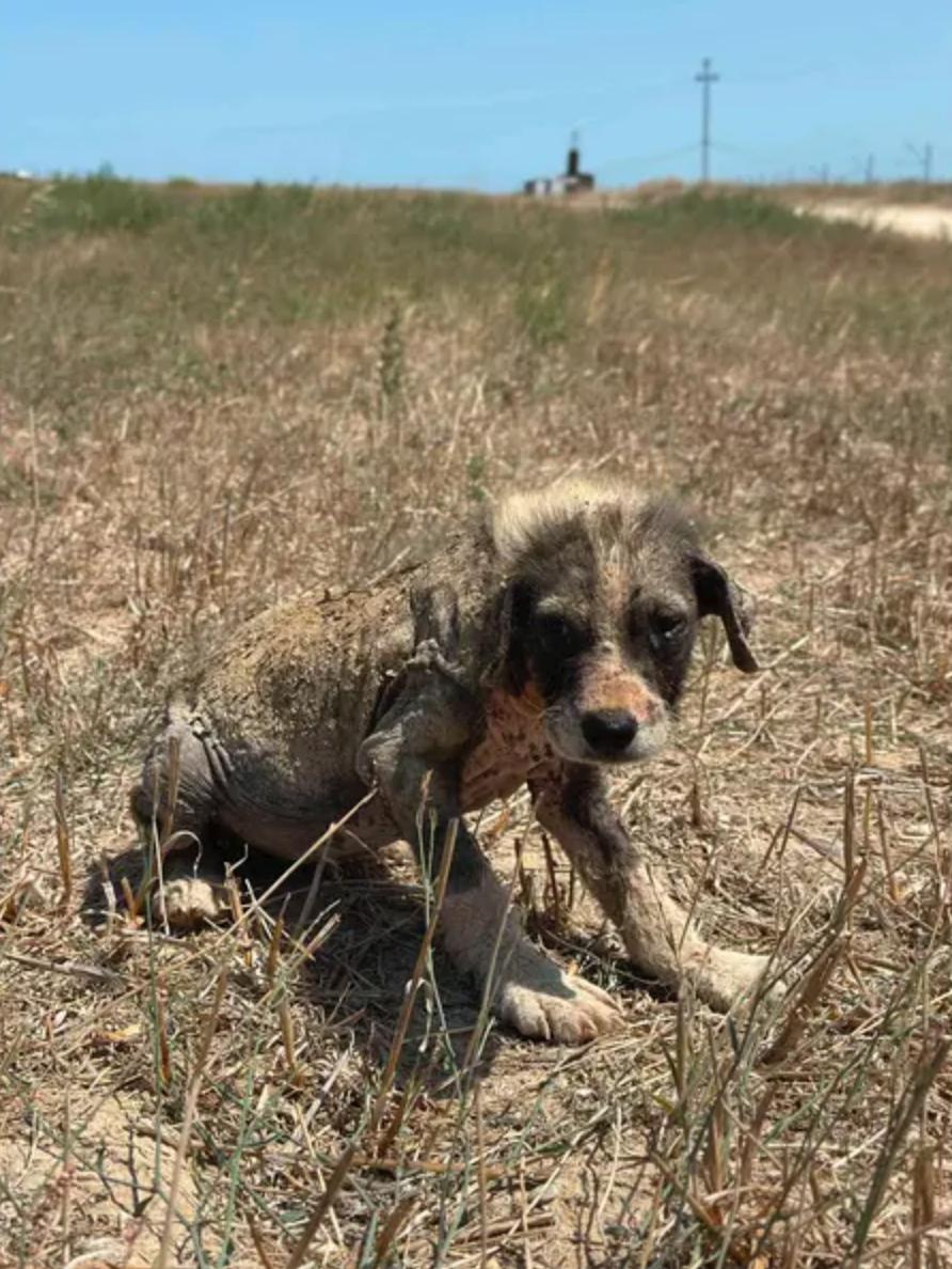 Sofia – Canaan Dog, available for adoption through GWARP