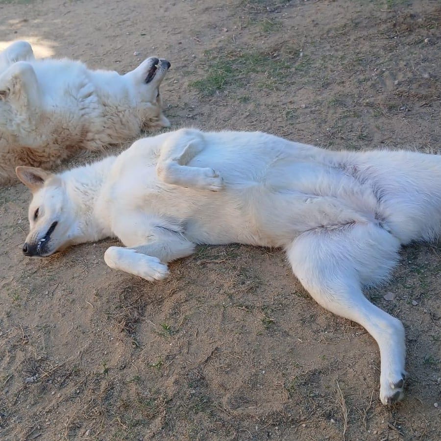 Sugar – Husky, available for adoption through GWARP