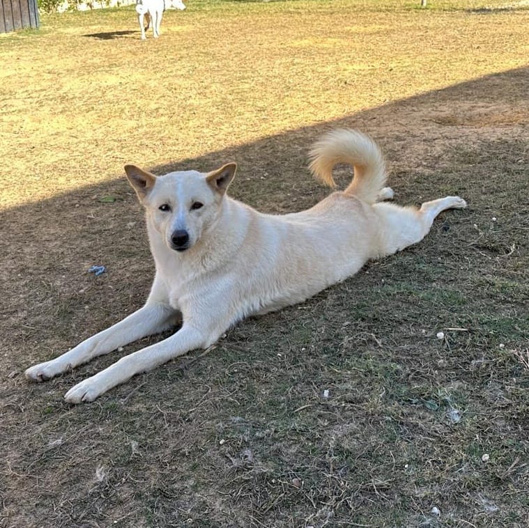 Sugar – Husky, available for adoption through GWARP