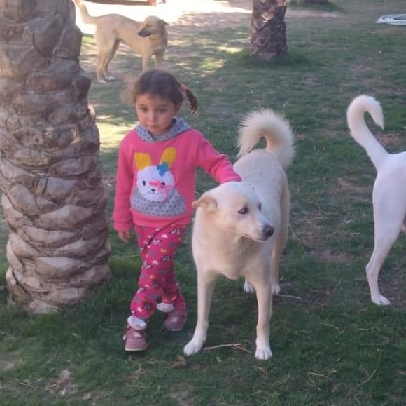 Sugar – Husky, available for adoption through GWARP