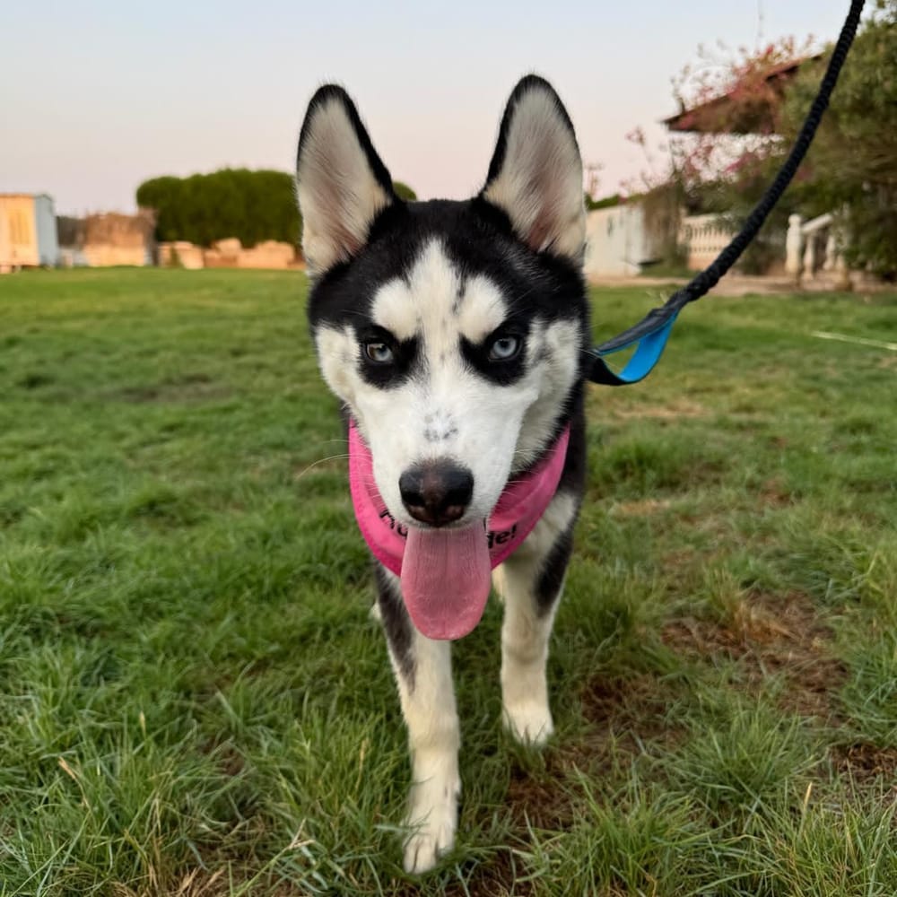 Sweetie – Siberian Husky, available for adoption through GWARP