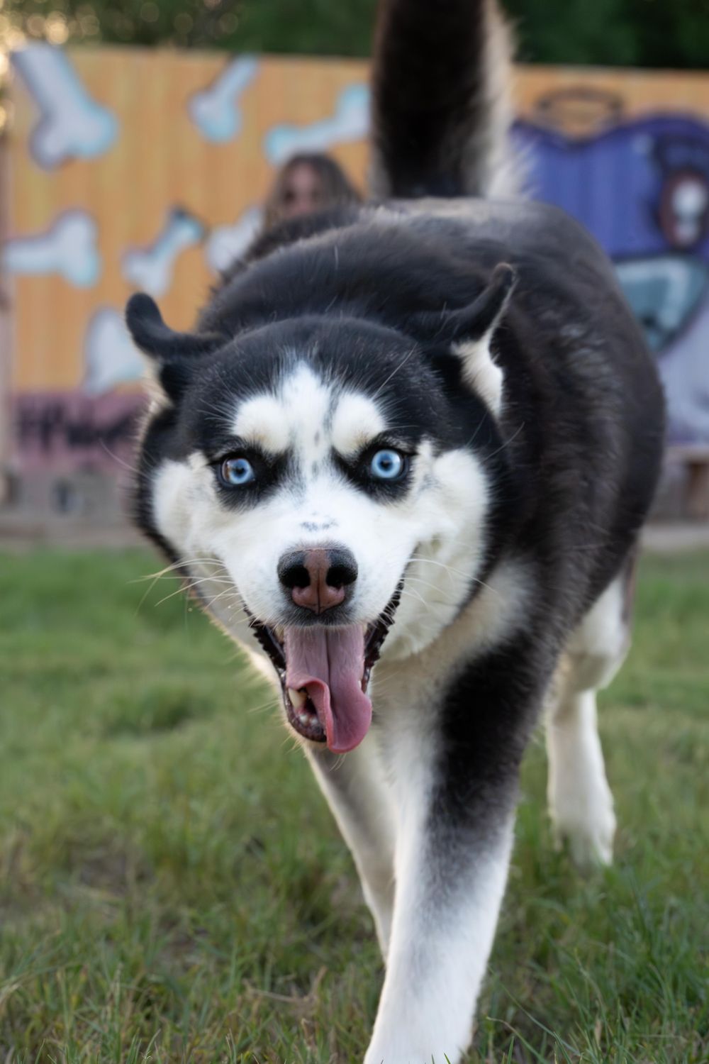 Sweetie – Siberian Husky, available for adoption through GWARP