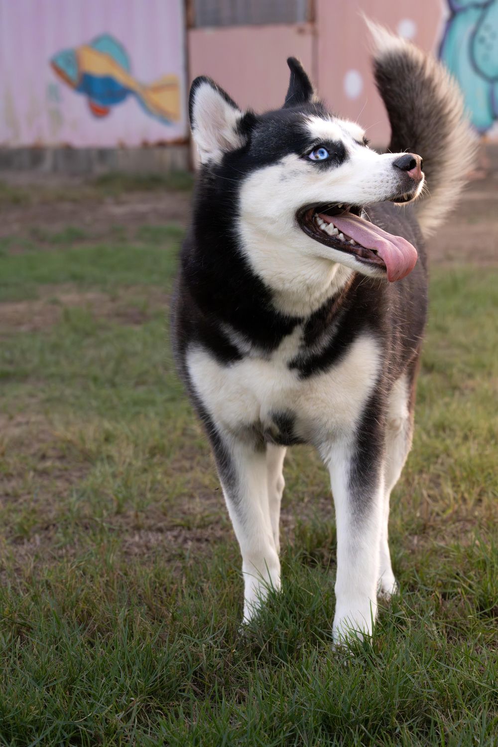 Sweetie – Siberian Husky, available for adoption through GWARP