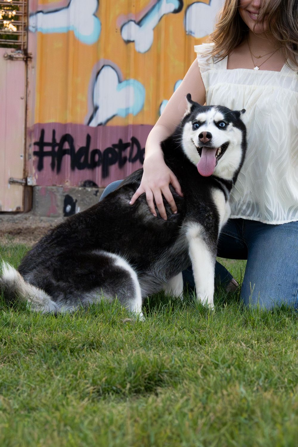 Sweetie – Siberian Husky, available for adoption through GWARP