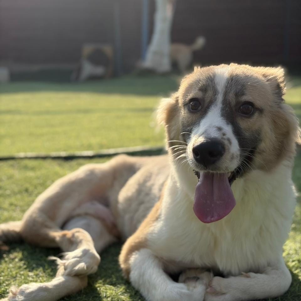 Taj – Canaan Dog, available for adoption through GWARP