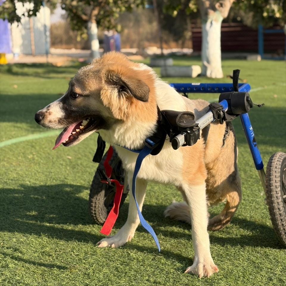 Taj – Canaan Dog, available for adoption through GWARP
