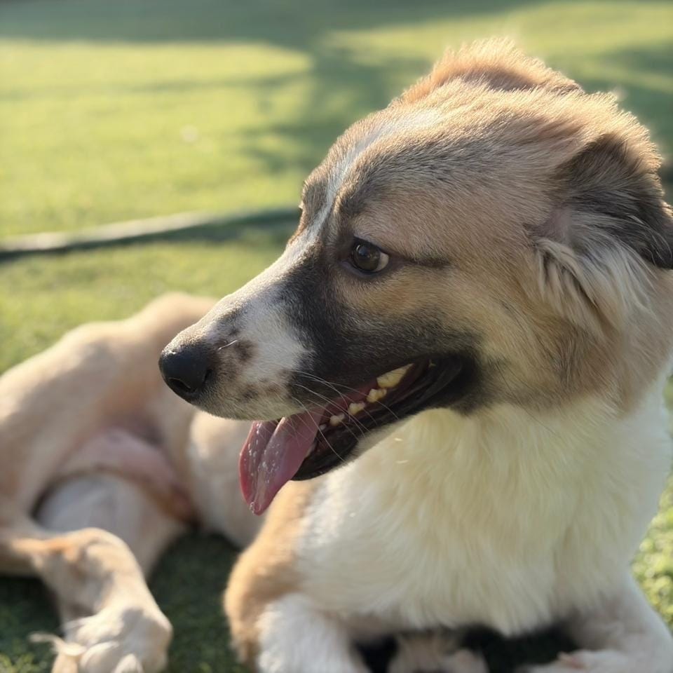 Taj – Canaan Dog, available for adoption through GWARP