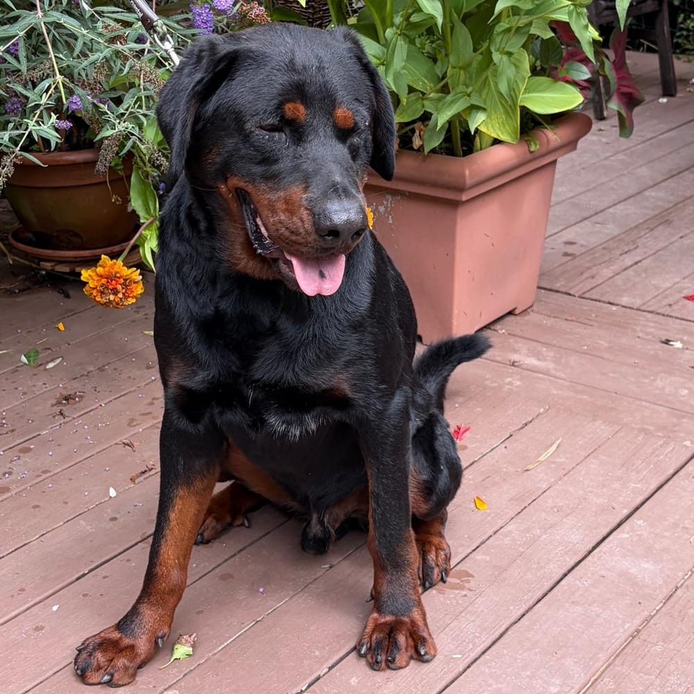 Theo – Rottweiler, available for adoption through GWARP