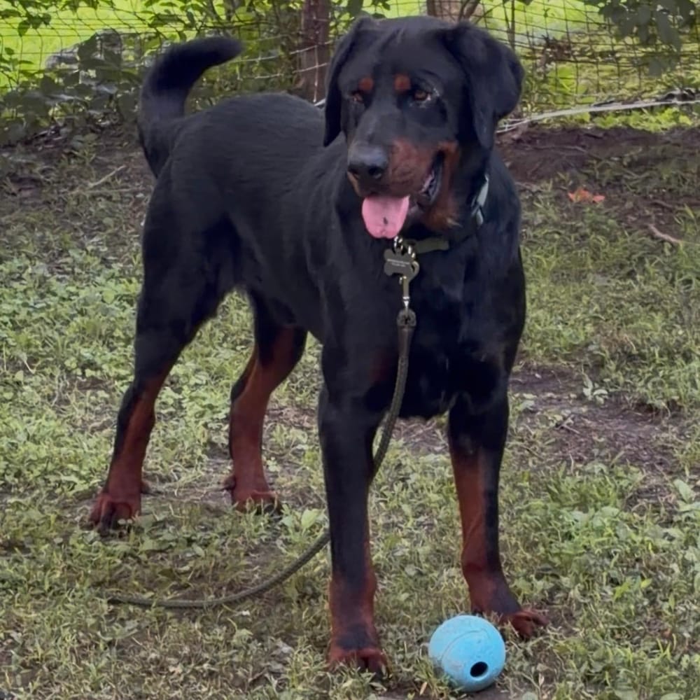 Theo – Rottweiler, available for adoption through GWARP