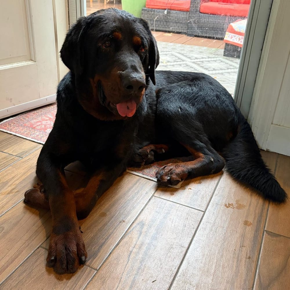 Theo – Rottweiler, available for adoption through GWARP