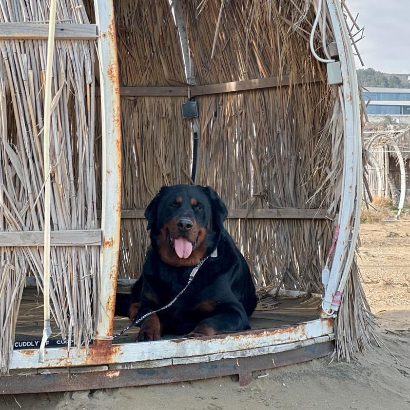 Theo – Rottweiler, available for adoption through GWARP