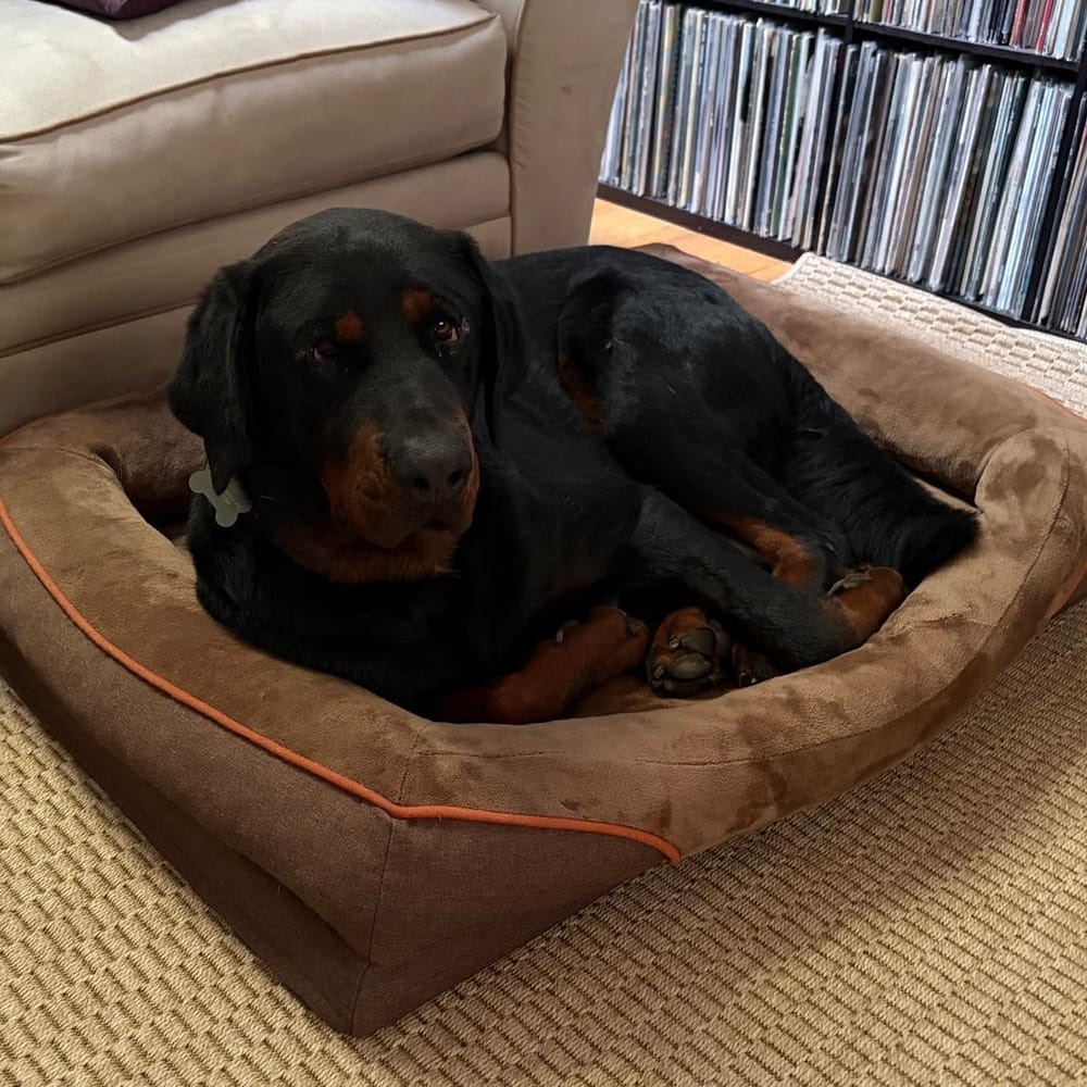 Theo – Rottweiler, available for adoption through GWARP