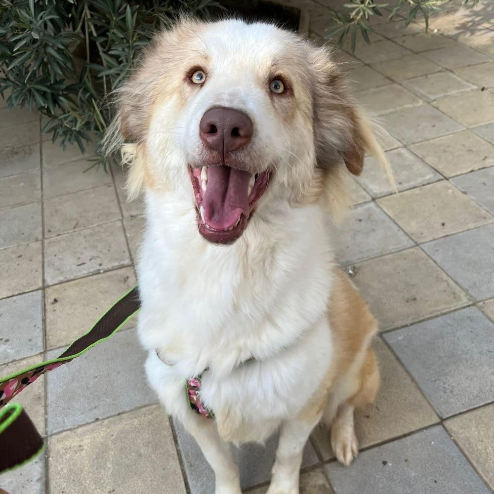 Tutu – Canaan Dog, available for adoption through GWARP