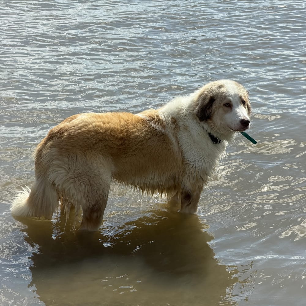 Tutu – Canaan Dog, available for adoption through GWARP