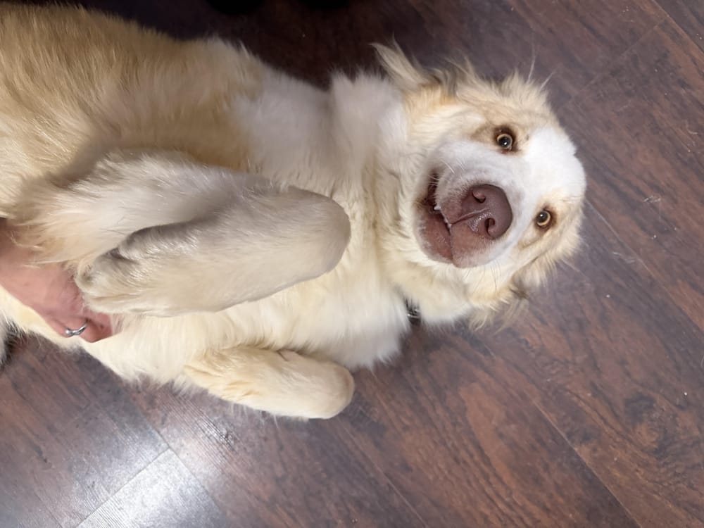 Tutu – Canaan Dog, available for adoption through GWARP