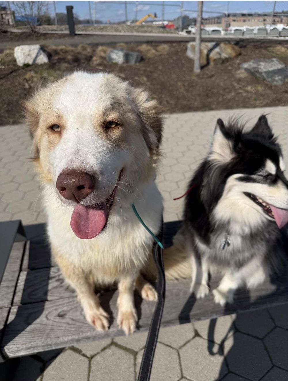 Tutu – Canaan Dog, available for adoption through GWARP