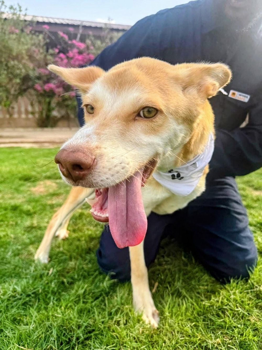 Walnut – Husky & Saluki Mix, available for adoption through GWARP