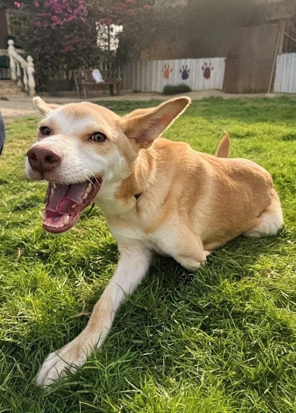 Walnut – Husky & Saluki Mix, available for adoption through GWARP