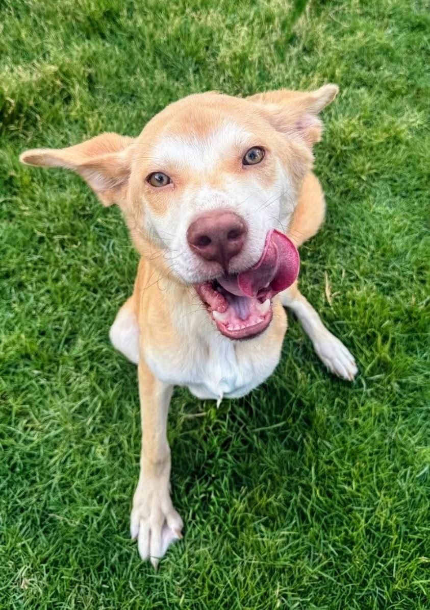 Walnut – Husky & Saluki Mix, available for adoption through GWARP