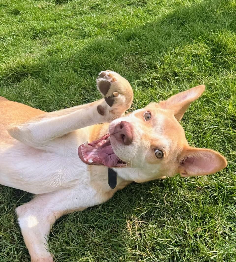Walnut – Husky & Saluki Mix, available for adoption through GWARP
