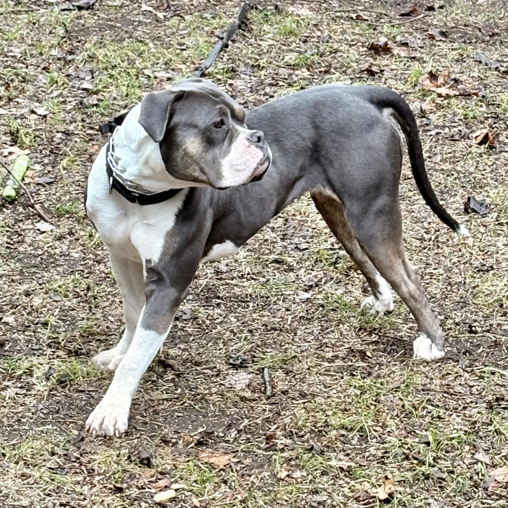 Xena – American Bulldog & Pit Bull Terrier Mix, available for adoption through GWARP
