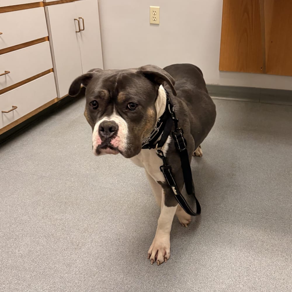 Xena – American Bulldog & Pit Bull Terrier Mix, available for adoption through GWARP